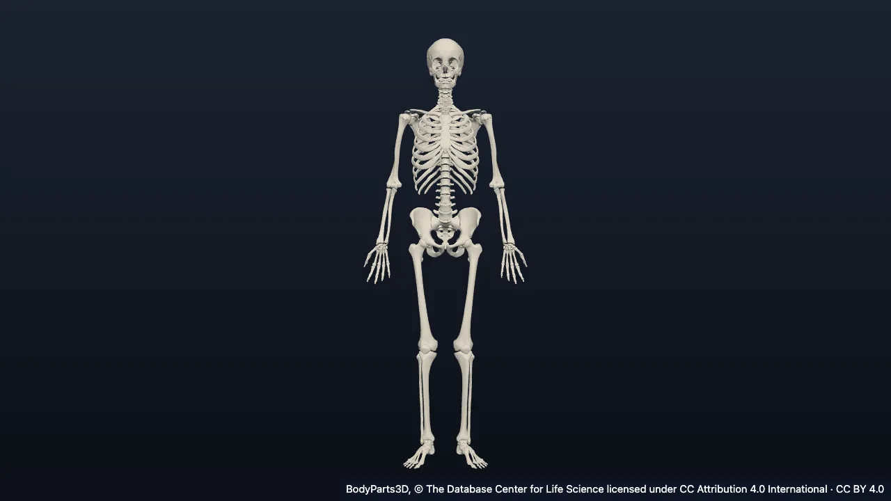 Erwachsener Mann (BodyParts3D)