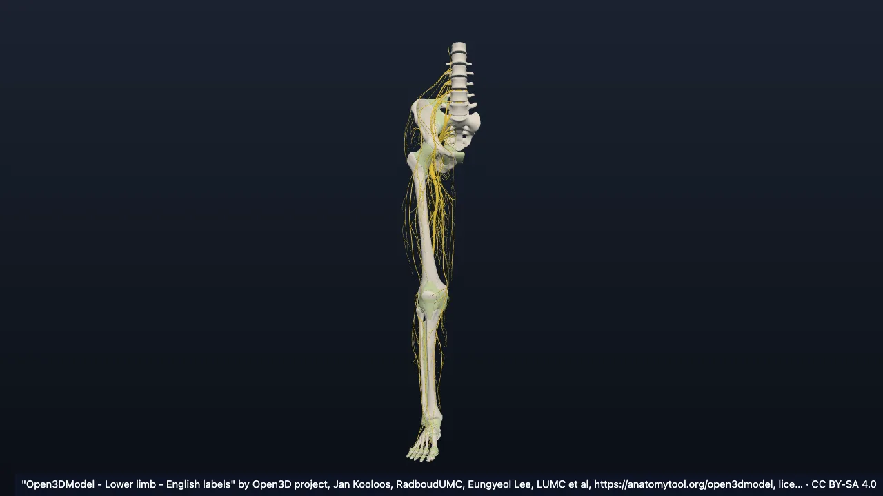 Rechte untere Extremität (Open3DModel)