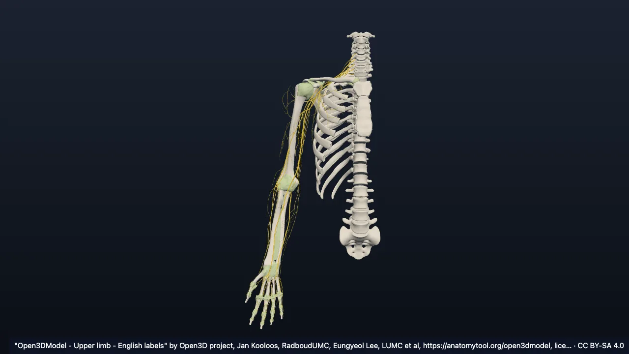 Rechte obere Extremität (Open3DModel)