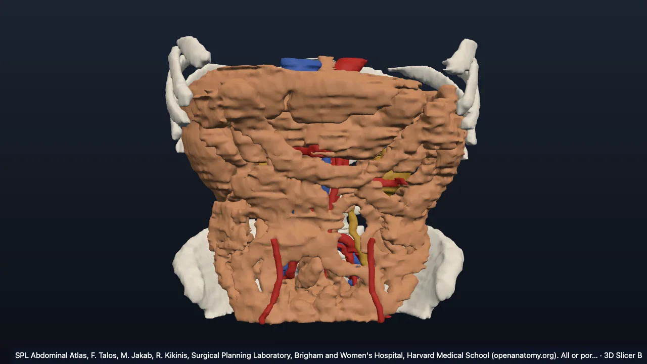 Abdomen (SPL atlas)