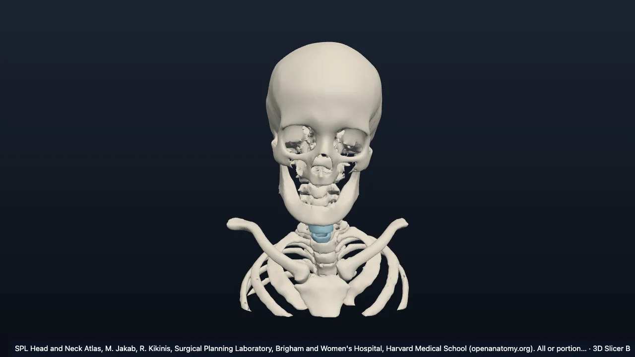 Head and neck (SPL atlas)