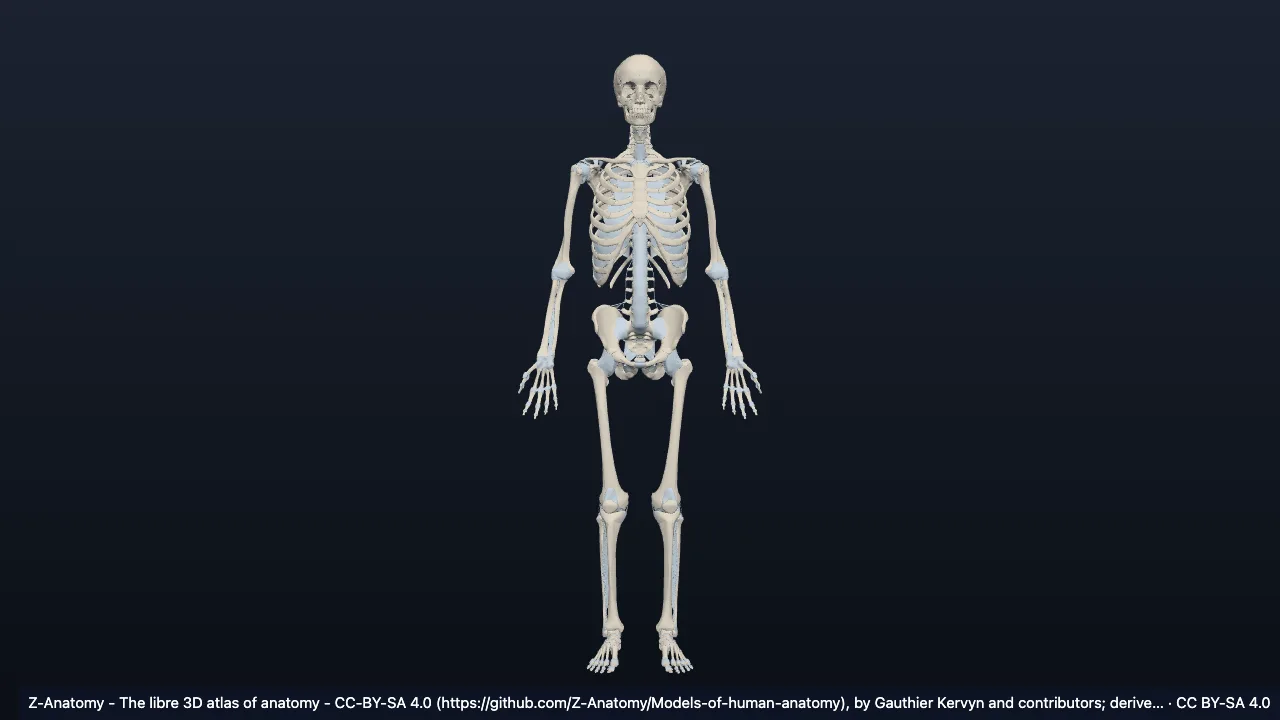Erwachsener Mann, detailliert (Z-Anatomy)