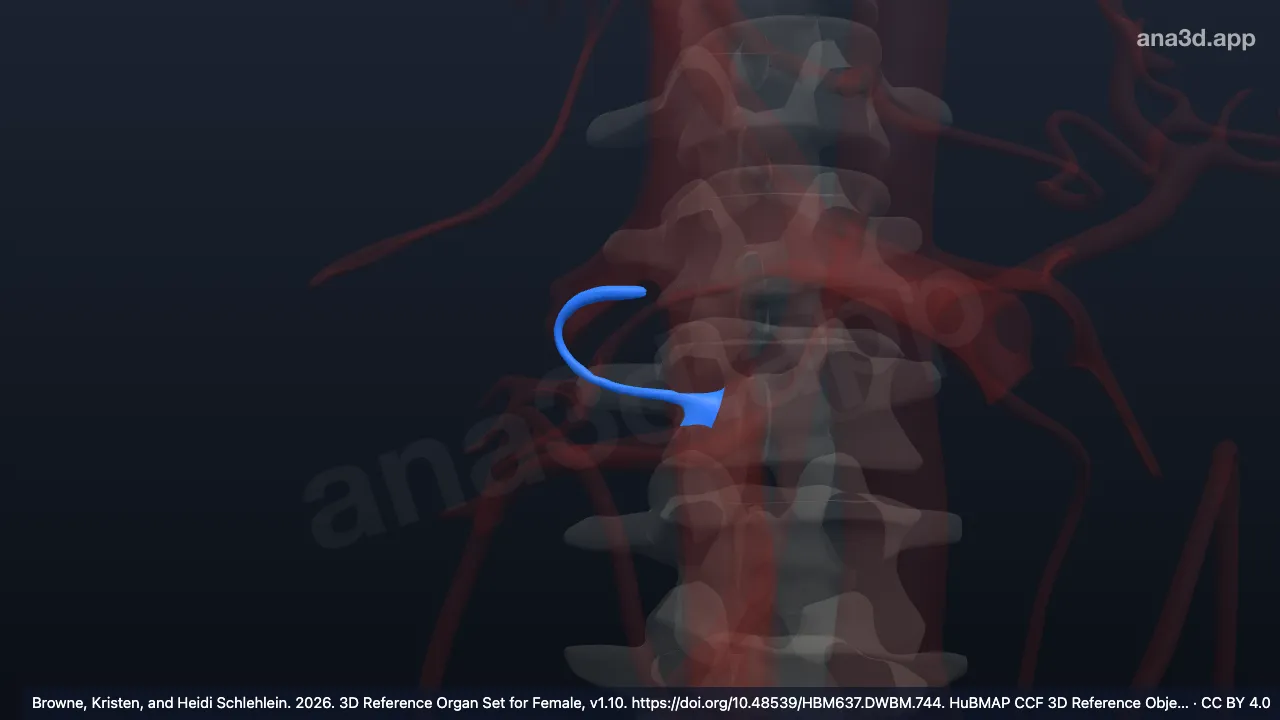 3D model: inferior pancreaticoduodenal vein