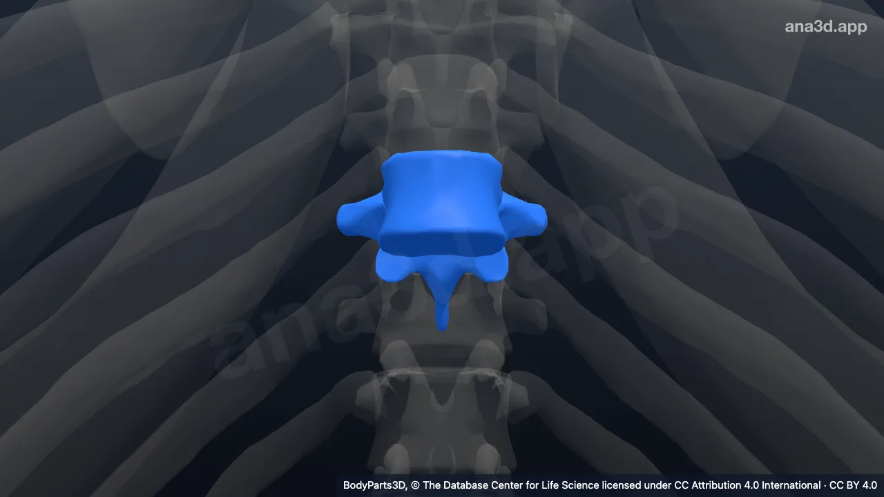Modelo 3D: vértebra T9