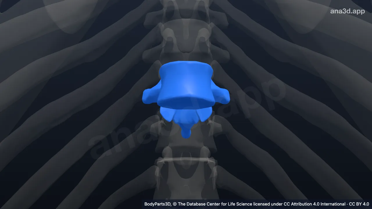 3D model: tenth thoracic vertebra