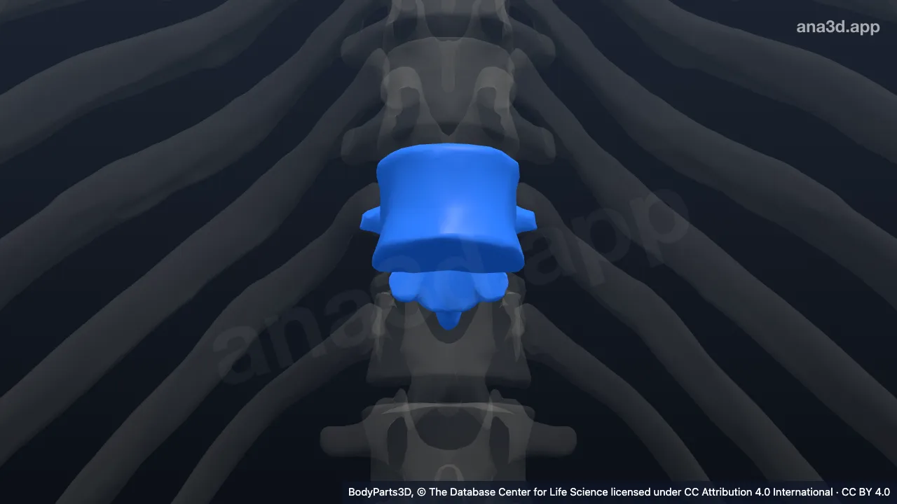 Model 3D: Vertebra torakalis ke-11
