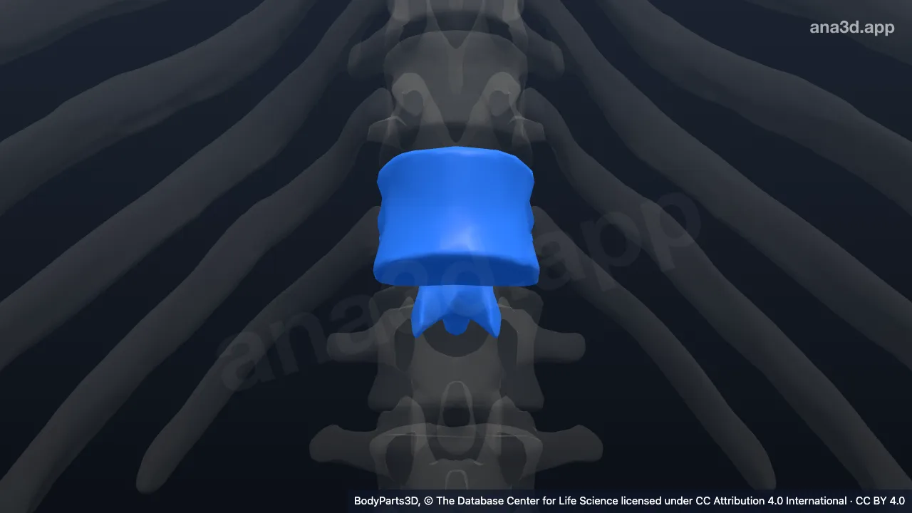 3D-Modell: 12. Brustwirbel