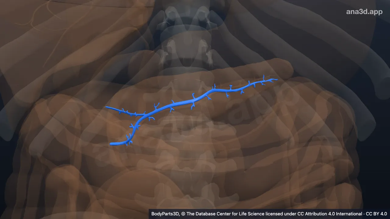 3D model: pancreatic duct