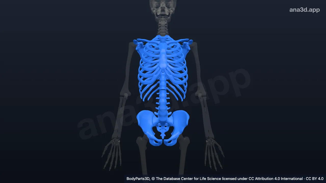Modelo 3D: Pared corporal