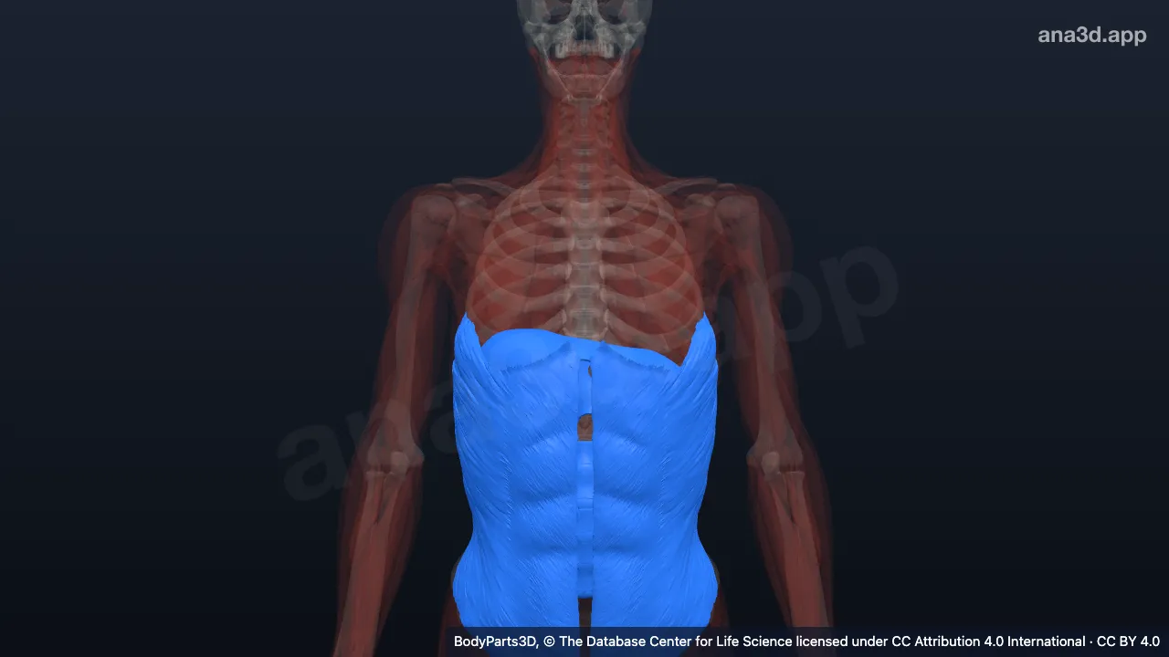 3D model: wall of abdomen proper