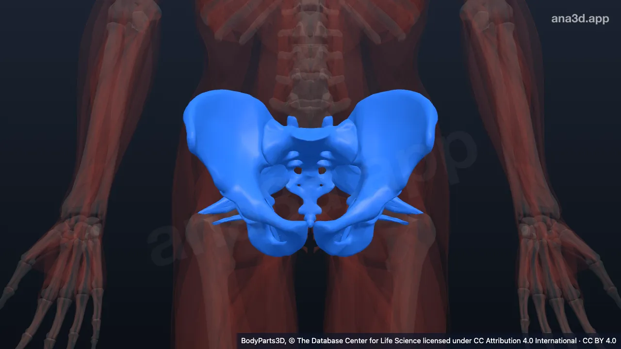 Modelo 3D: Parede da pelve