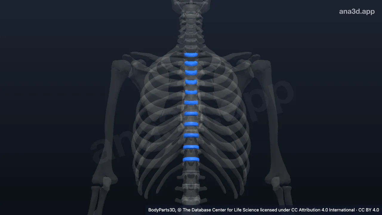 Model 3D: Diskus intervertebralis vertebra torakalis
