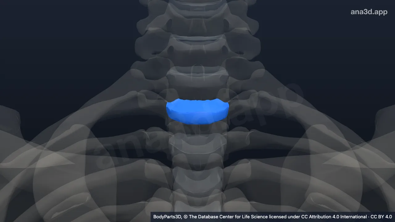 Model 3D: Diskus intervertebralis vertebra torakalis ke-1