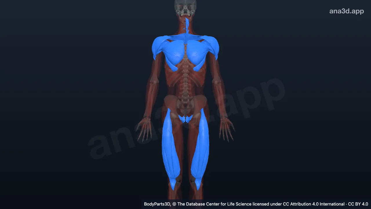Model 3D: Zona organ otot