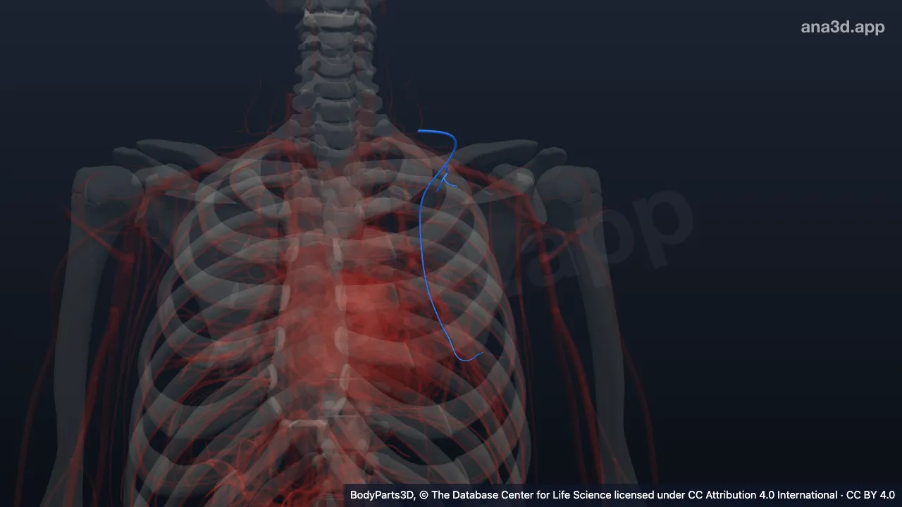 3D-Modell: Linke Arteria dorsalis scapulae