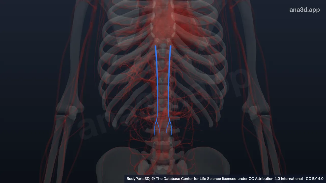 Model 3D: Arteri epigastrika superior