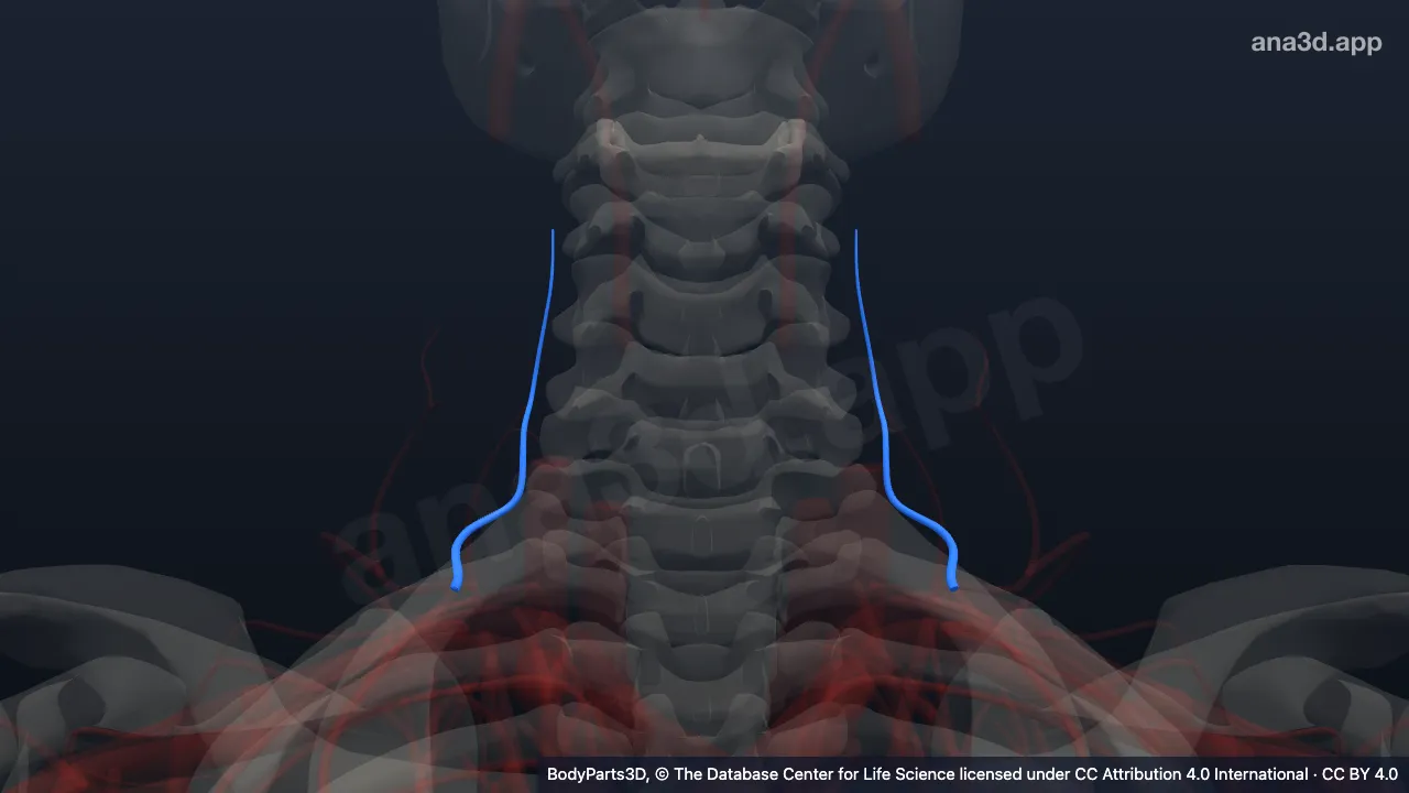 Modelo 3D: Arteria cervical profunda