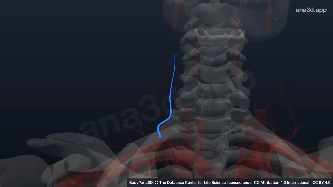 3D model: right deep cervical artery