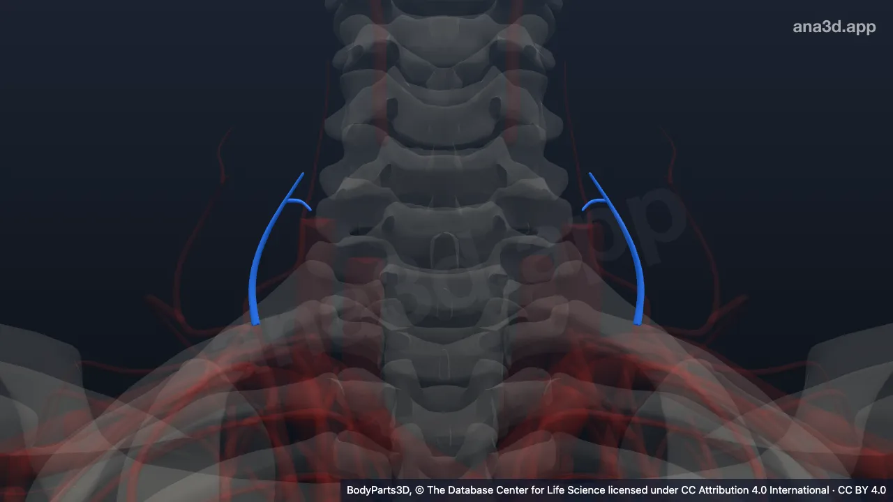3D model: inferior thyroid artery