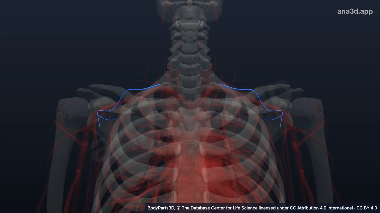 3D-Modell: Arteria suprascapularis
