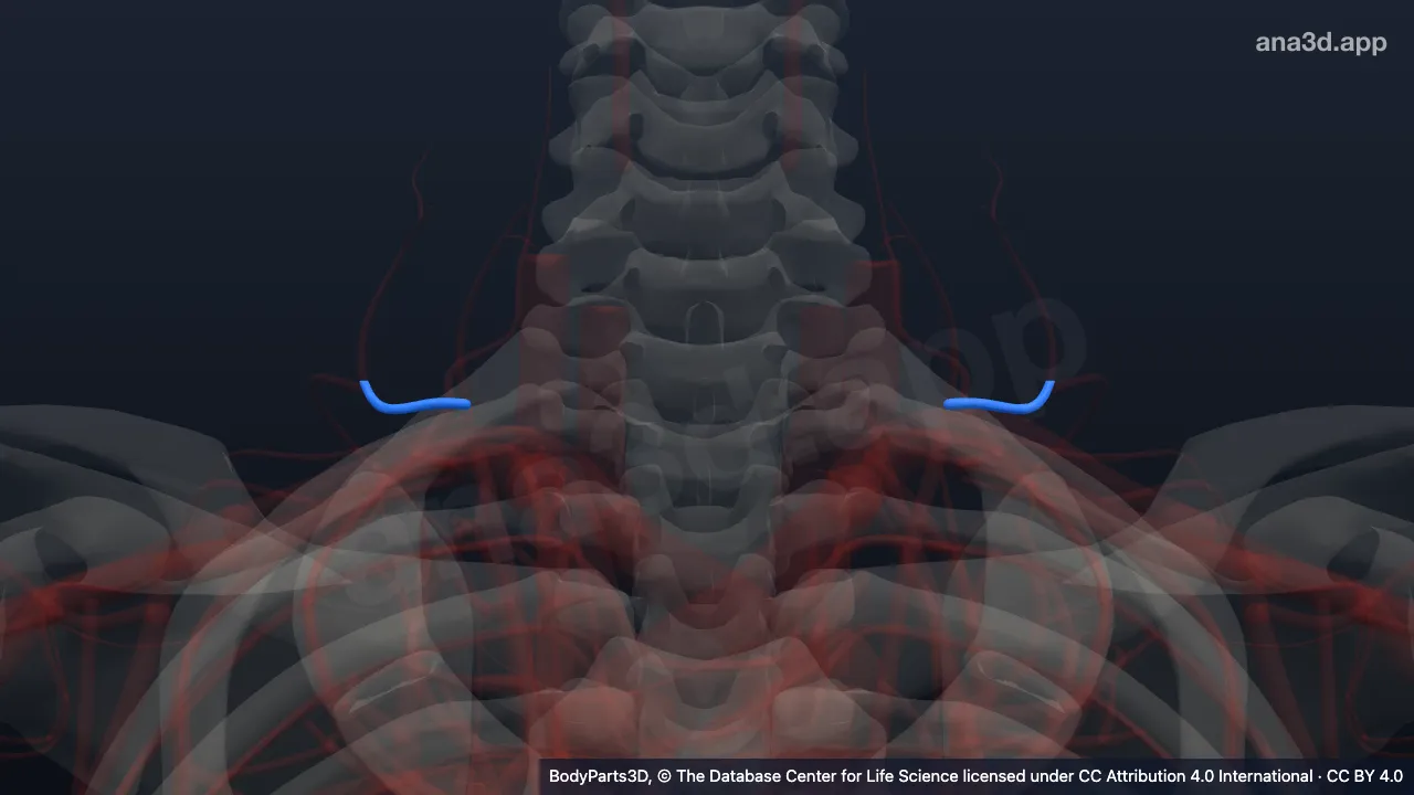 3D-Modell: Arteria transversa cervicis