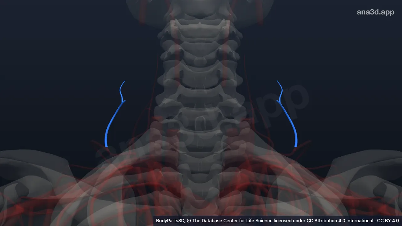 3D model: superficial cervical artery