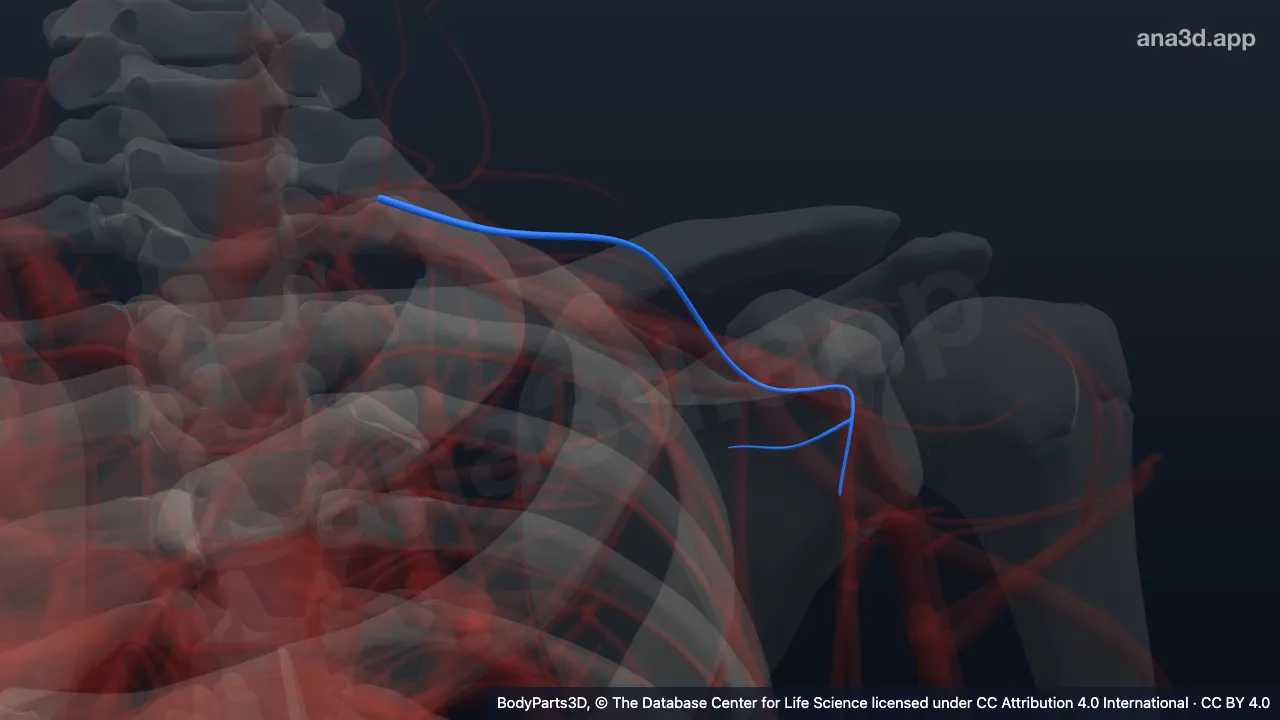 Model 3D: Arteri supraskapularis kiri