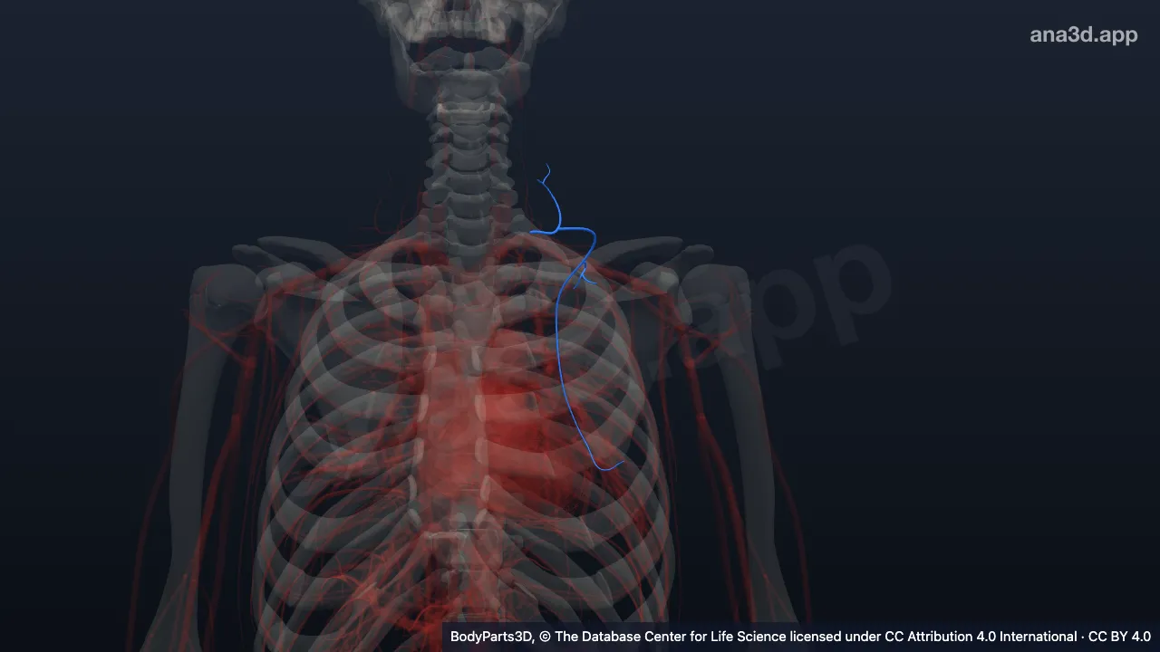 3D model: left transverse cervical artery