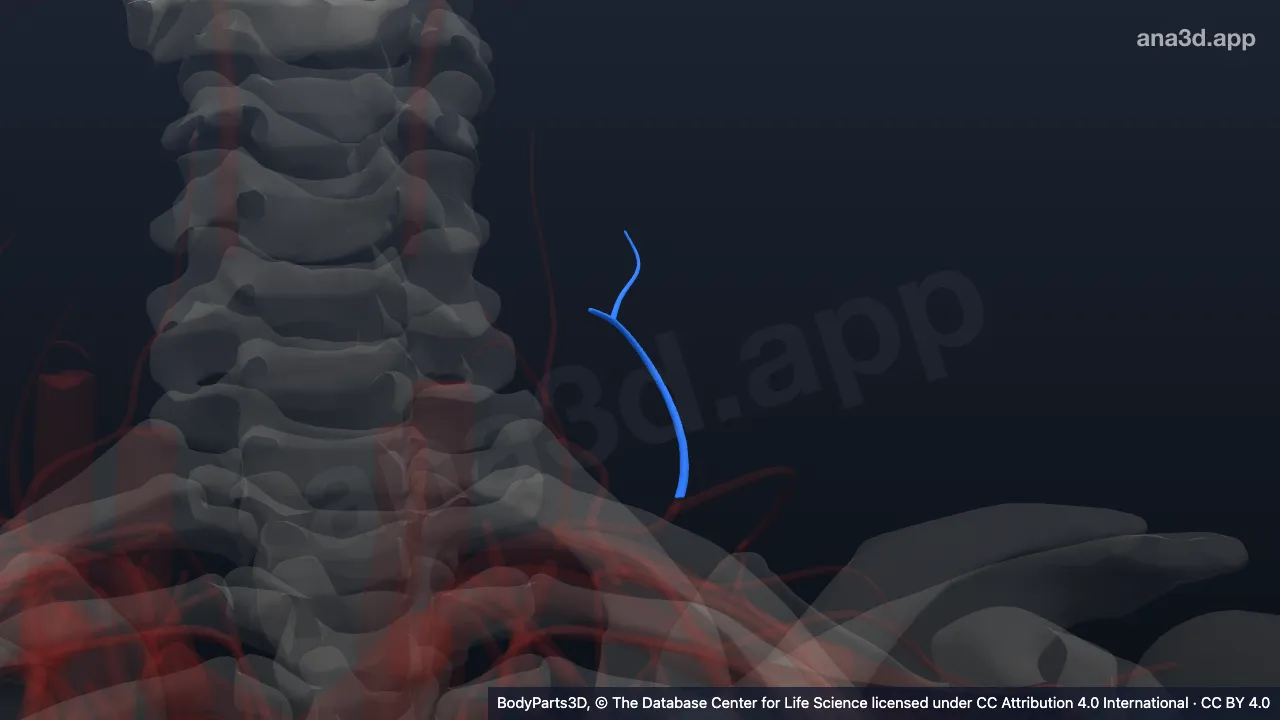 3D model: left superficial cervical artery