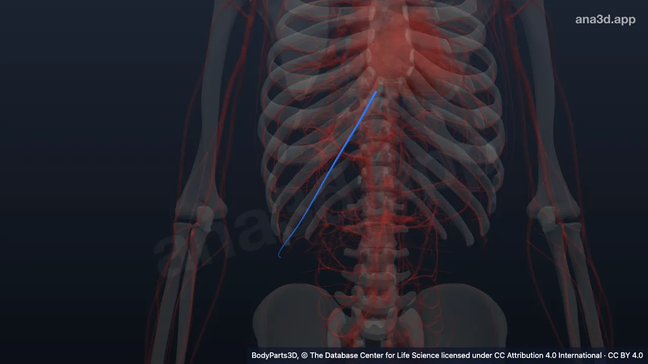 Model 3D: Arteri muskulofrenika kanan