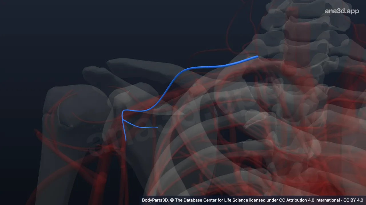 3D-Modell: Rechte Arteria suprascapularis