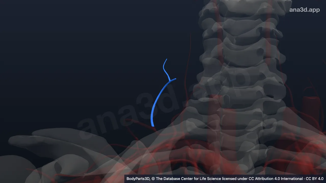 3D model: right superficial cervical artery