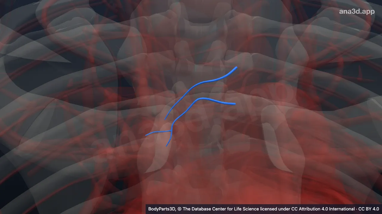 3D model: variant bronchial artery