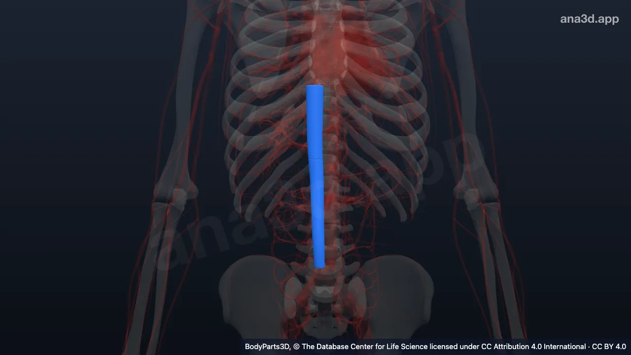 Modelo 3D: Vena cava inferior