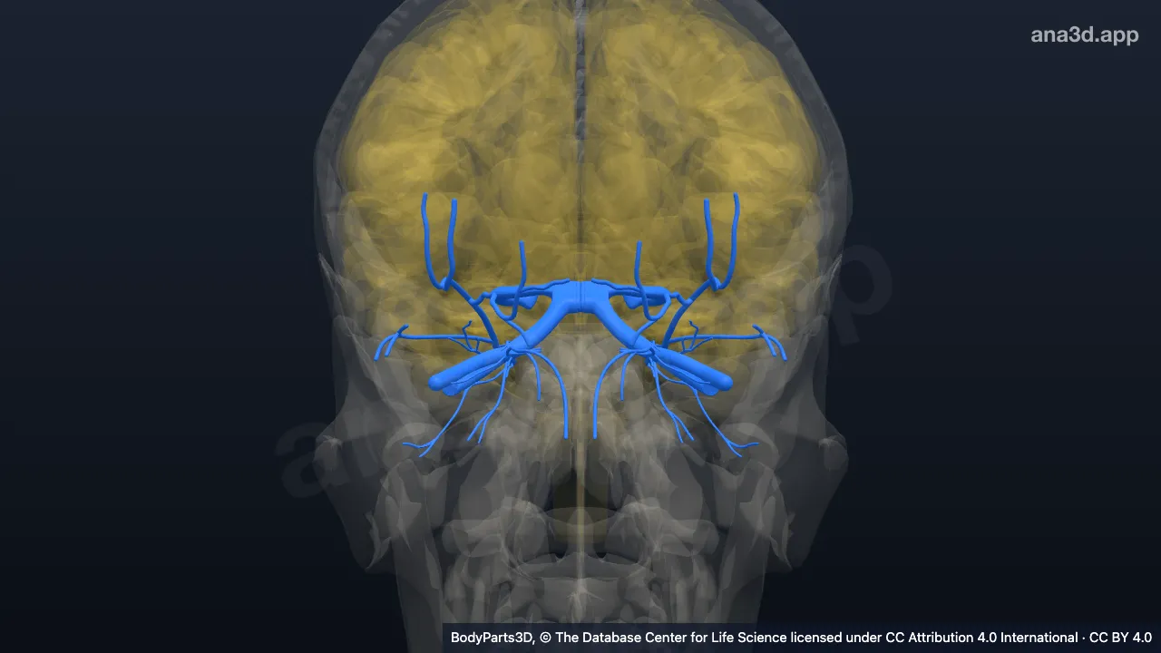 3D-Modell: Segment eines Nervenbaumorgans