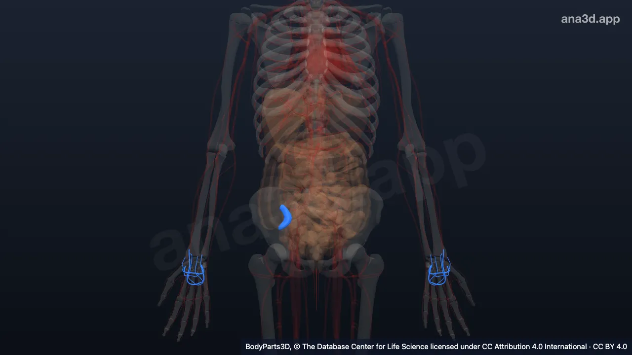 3D model: zone of continuity