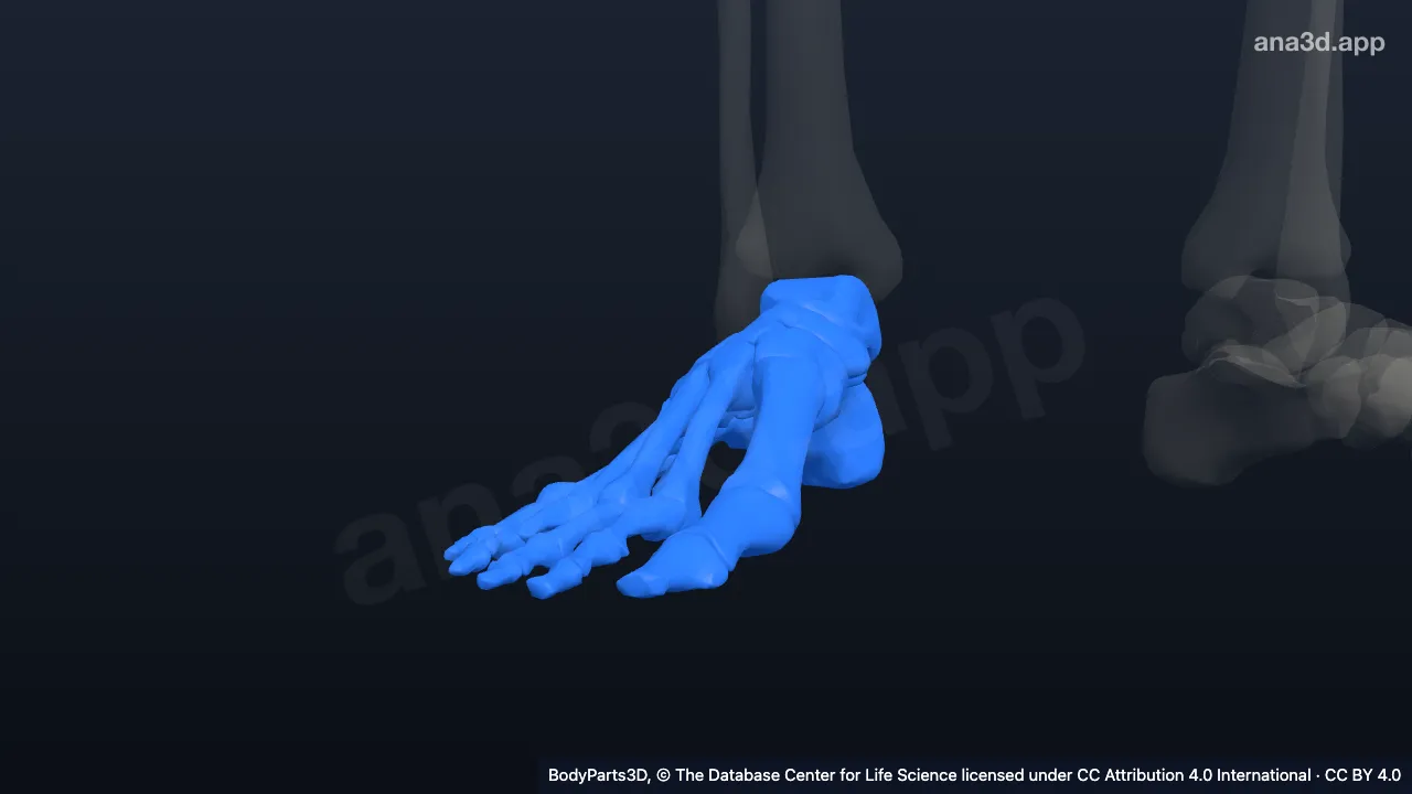 Model 3D: Kaki kanan