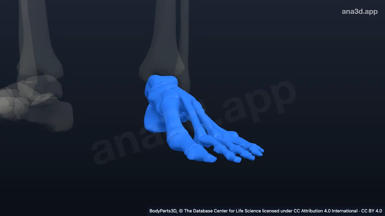 Modelo 3D: Pé esquerdo