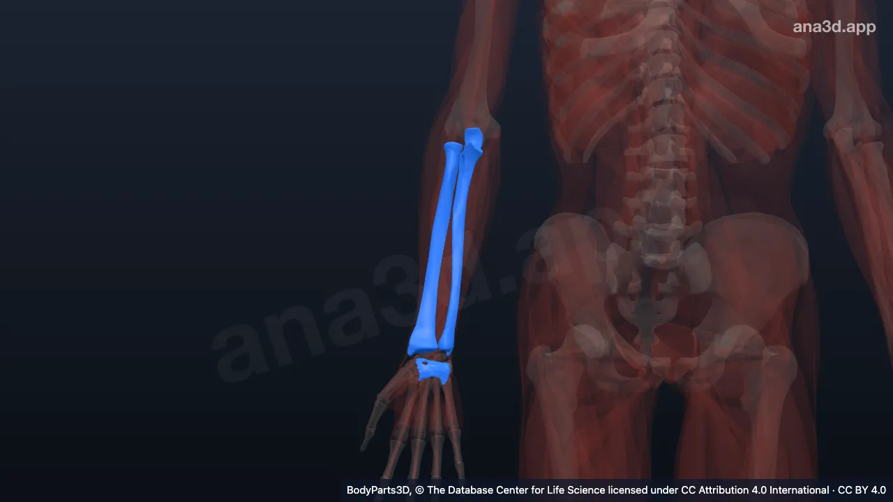 3D model: right forearm