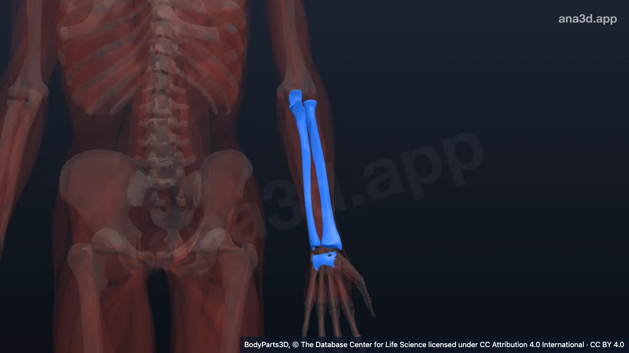 3D model: left forearm