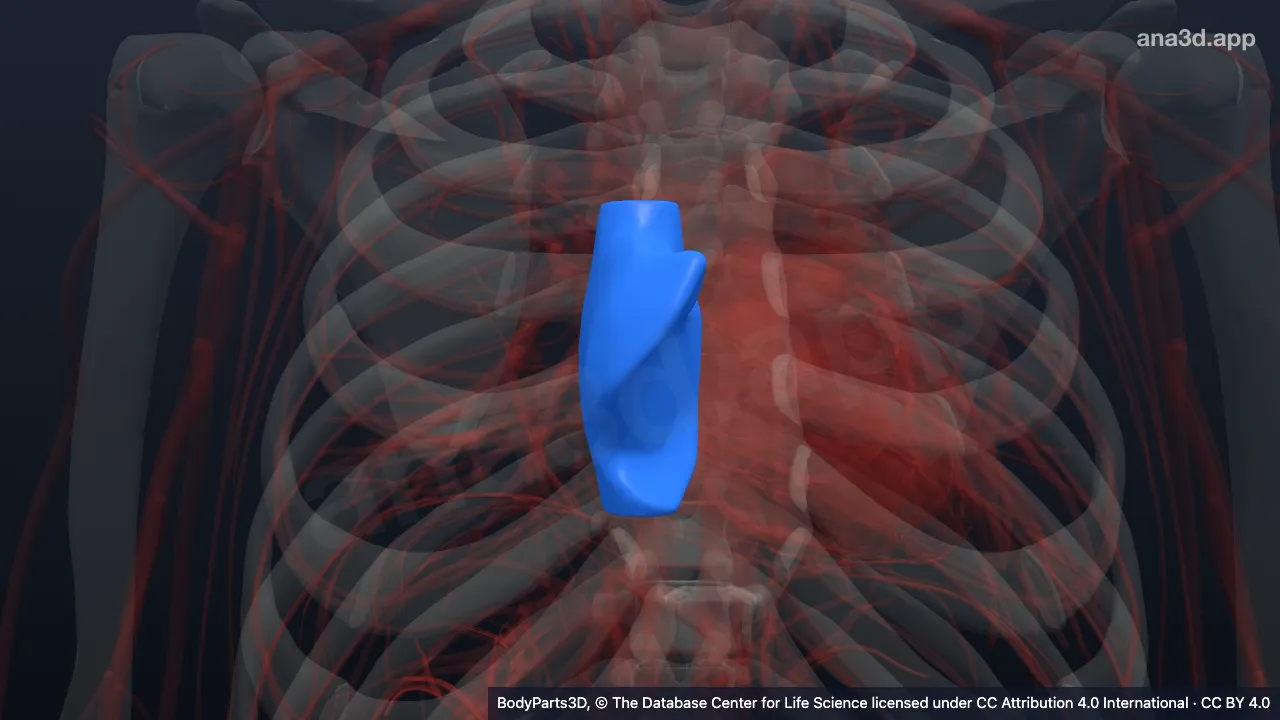 Modelo 3D: Cavidad del atrio derecho