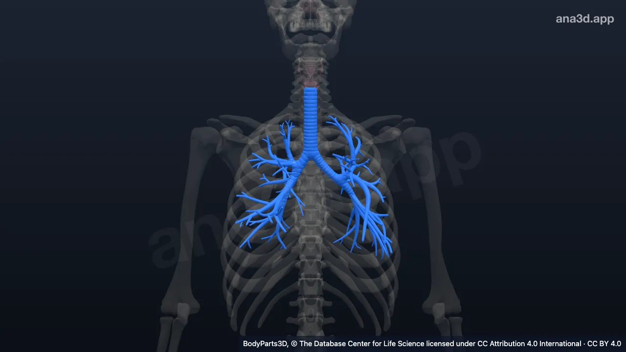 Modèle 3D : Segment de l'arbre trachéobronchique