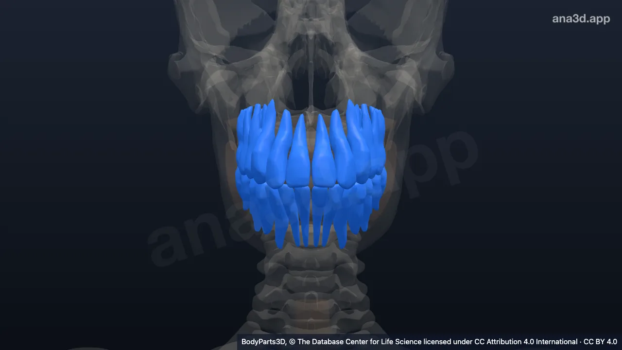 3D-Modell: Zahn