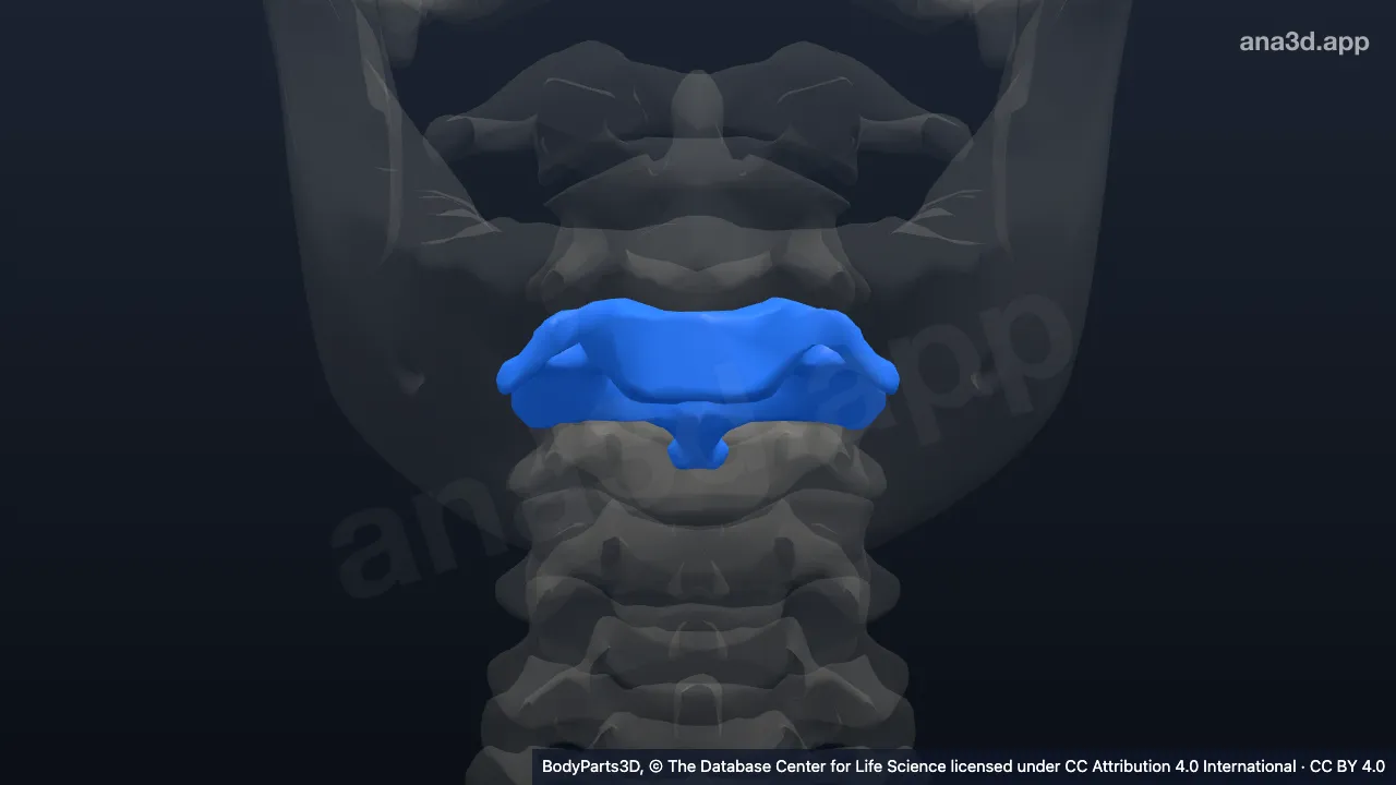 3D model: third cervical vertebra