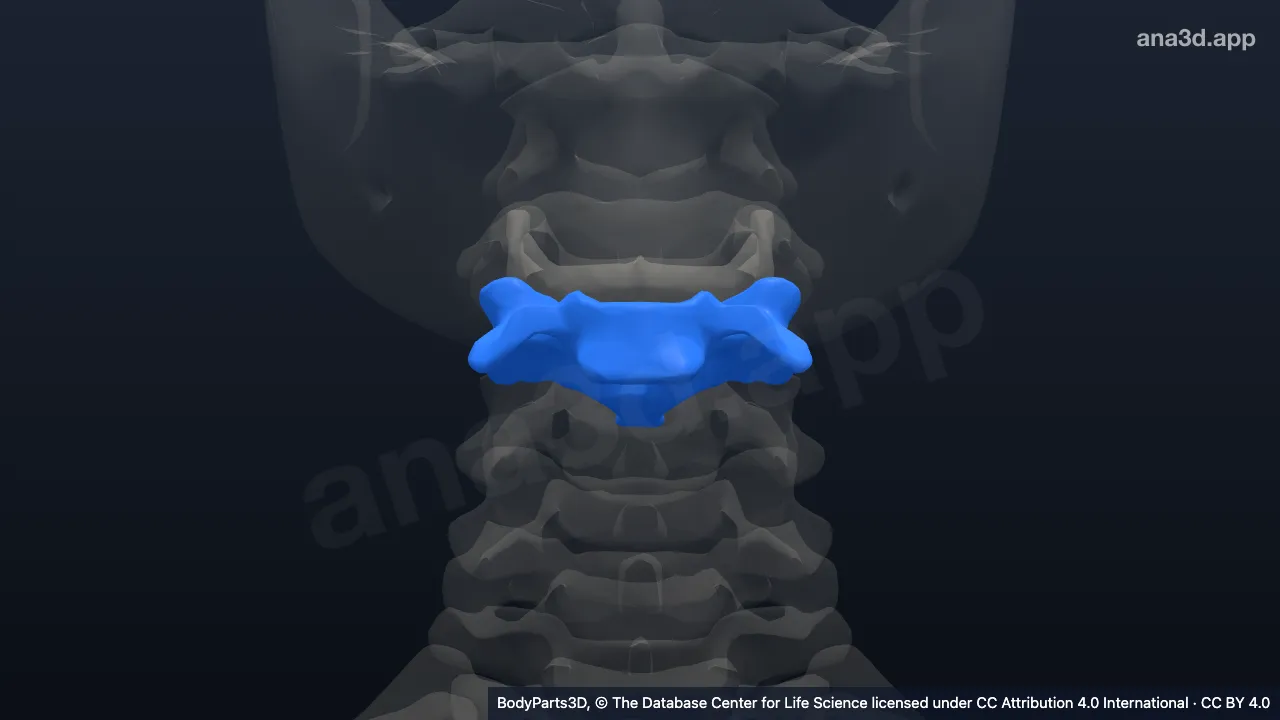 3D-Modell: 4. Halswirbel