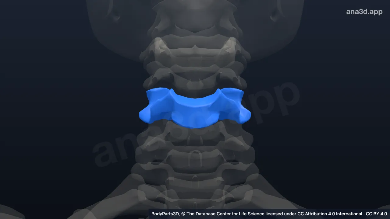Modelo 3D: vértebra C5