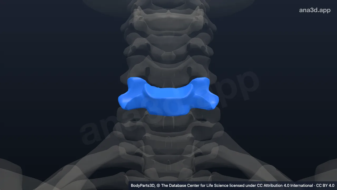 Modelo 3D: vértebra C6