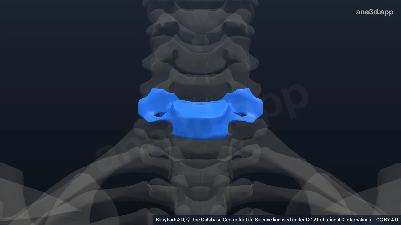 3D model: seventh cervical vertebra