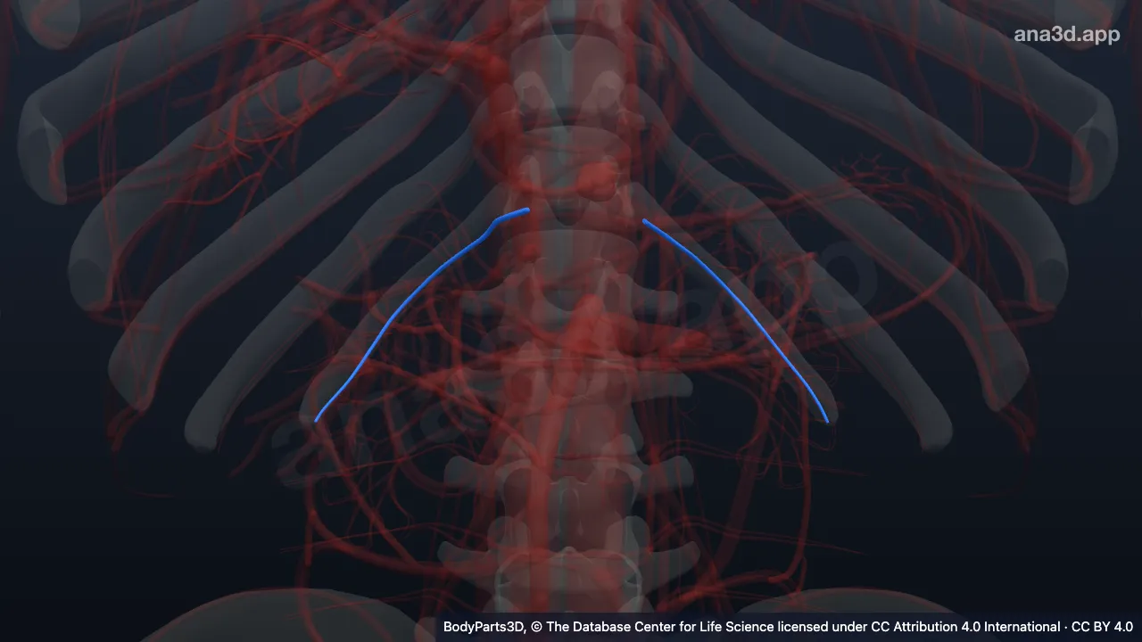 Modelo 3D: Veia subcostal