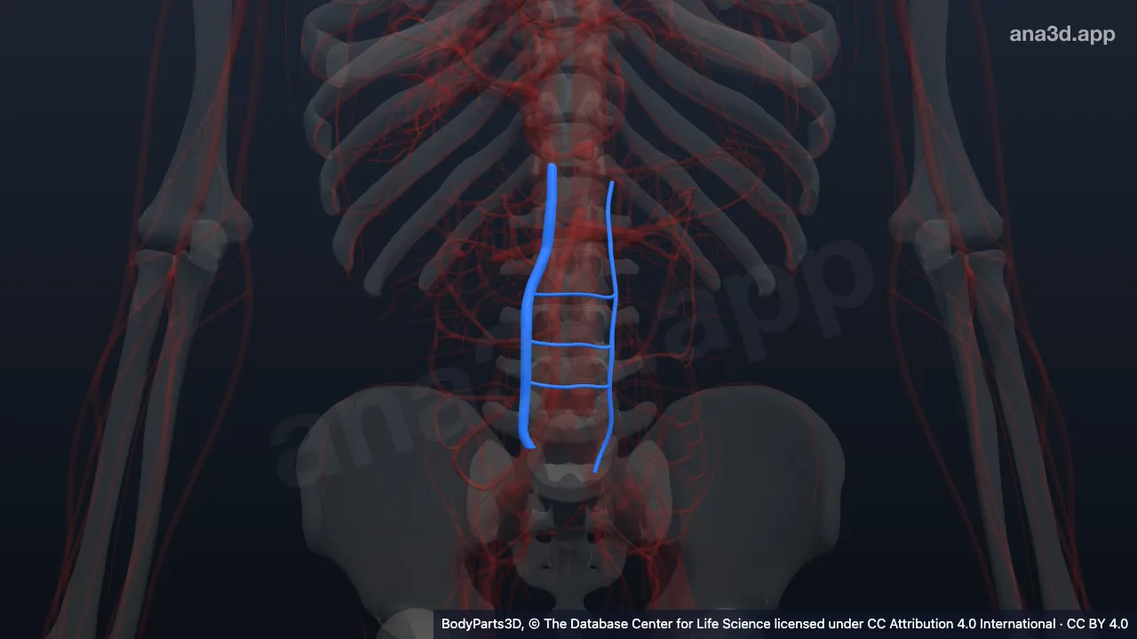 3D model: ascending lumbar vein